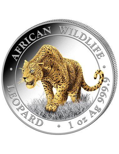 LEOPARD Pozłacana Afrykańska Przyroda 1 Oz Srebrna Moneta 100 Szylingów Somalia 2023